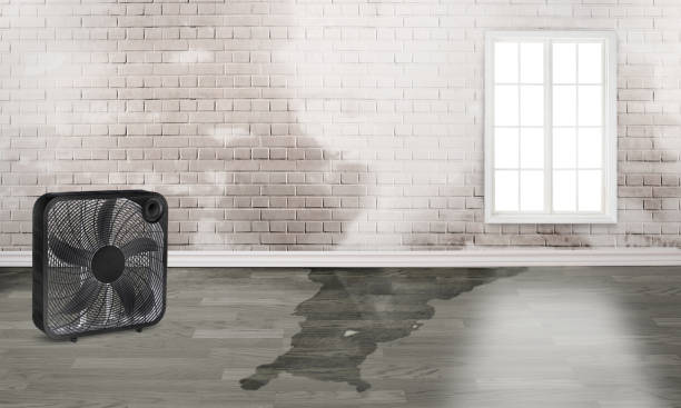Best Flood damage cleanup  in Prairieville, LA